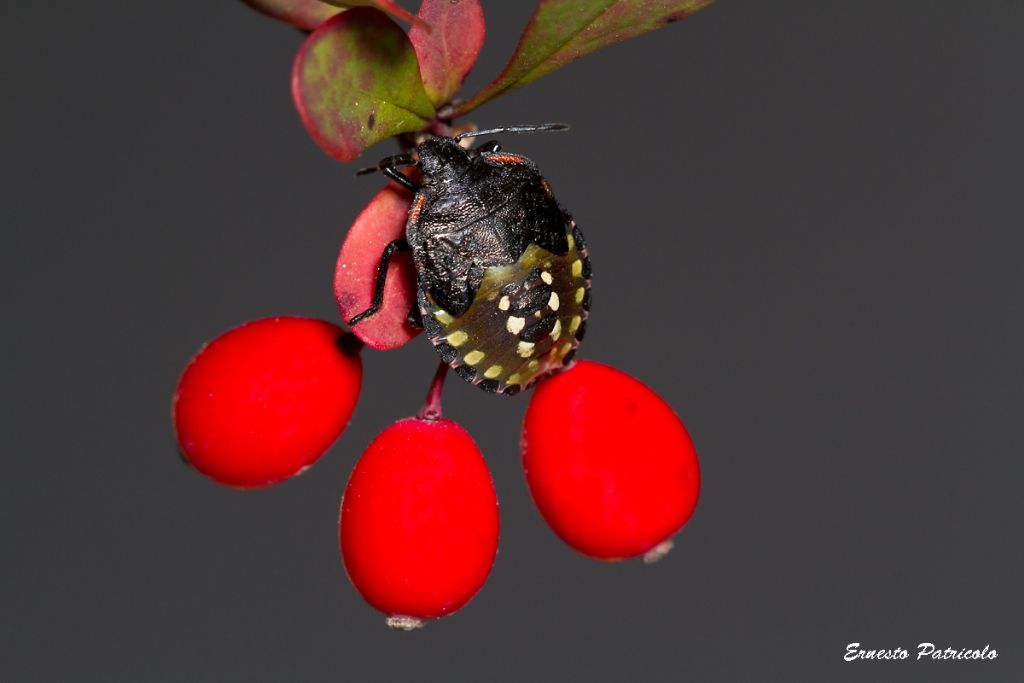 Pentatomidae: ninfa di Nezara viridula